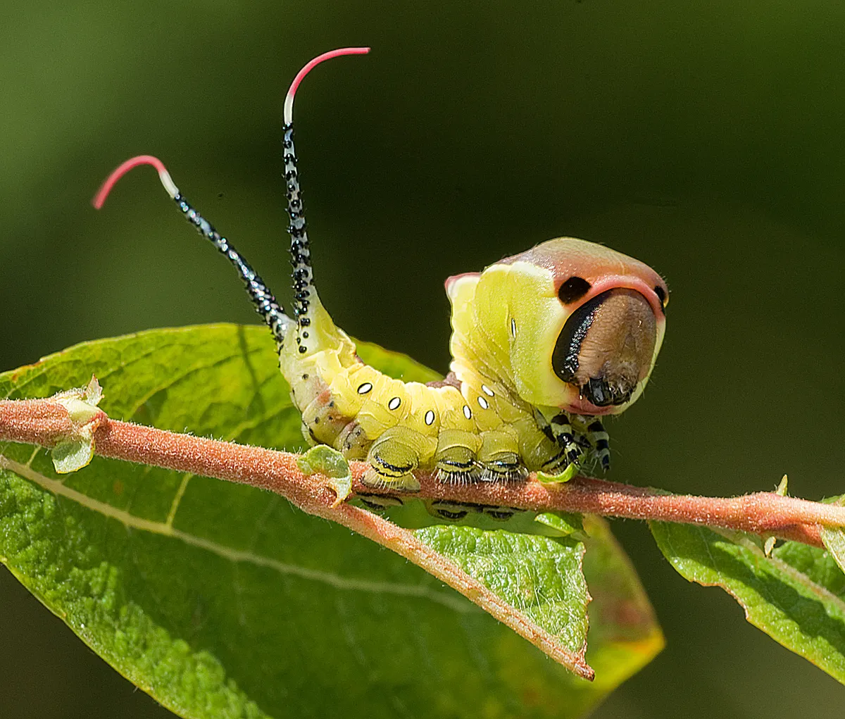 Puss Moth caterpillar displaying threat reaction. © John Bebbington/Butterfly Conservation.