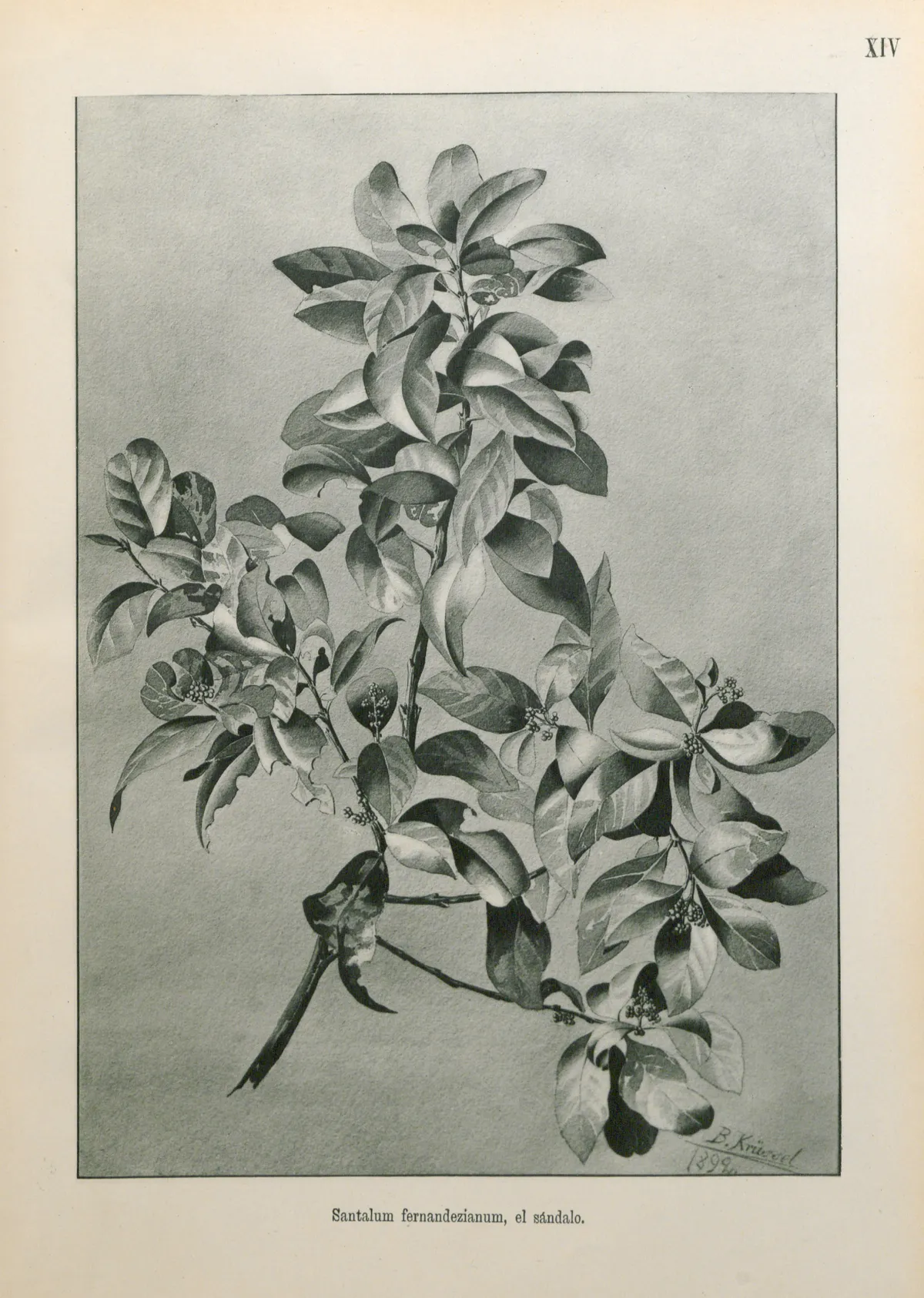 The Chile sandalwood was harvested for its aromatic sandalwood and has not been seen since 1908. © Royal Botanic Gardens, Kew
