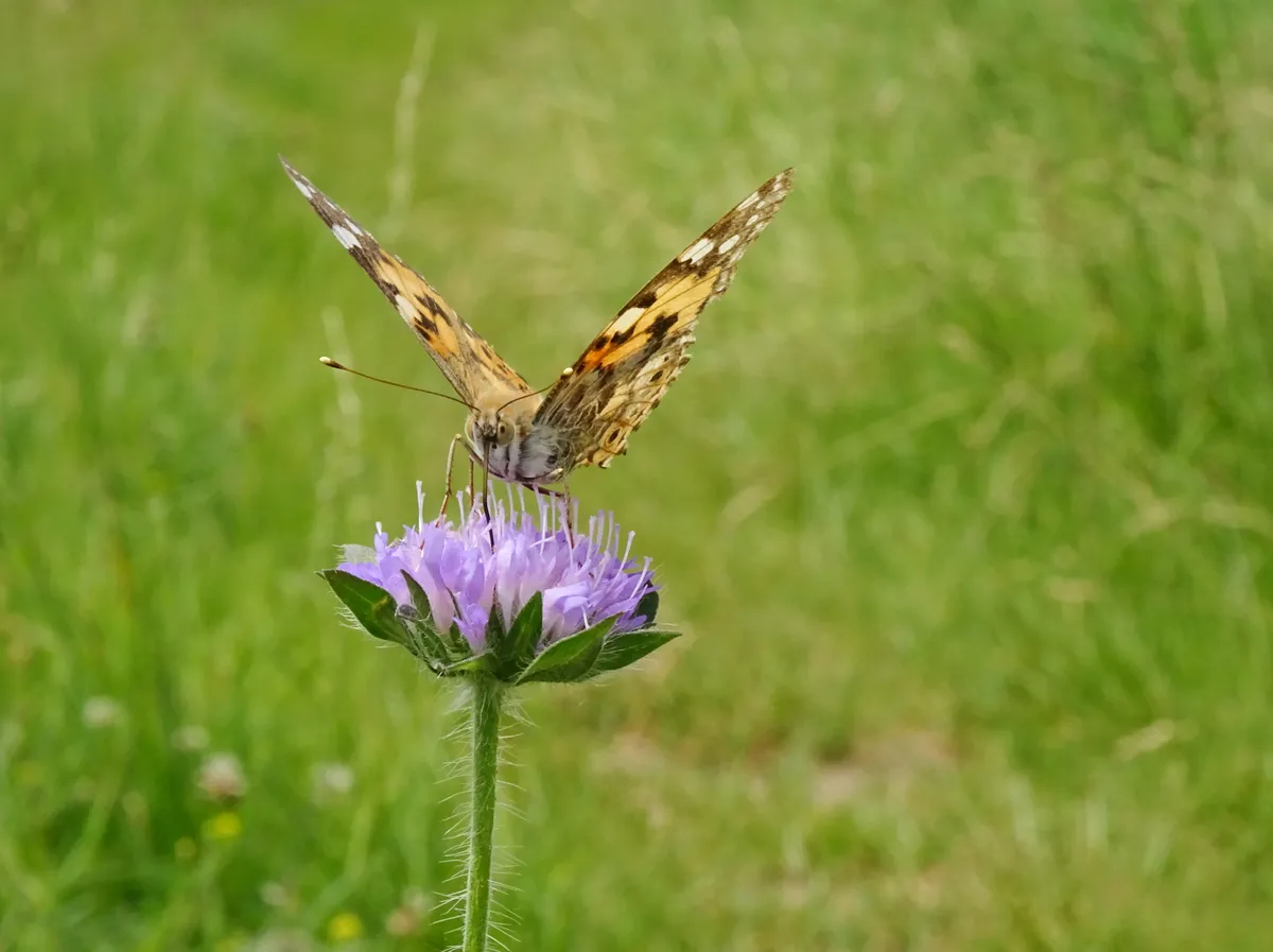 Painted lady butterfly on a field scabious. © Carolos Rodriguez/Getty