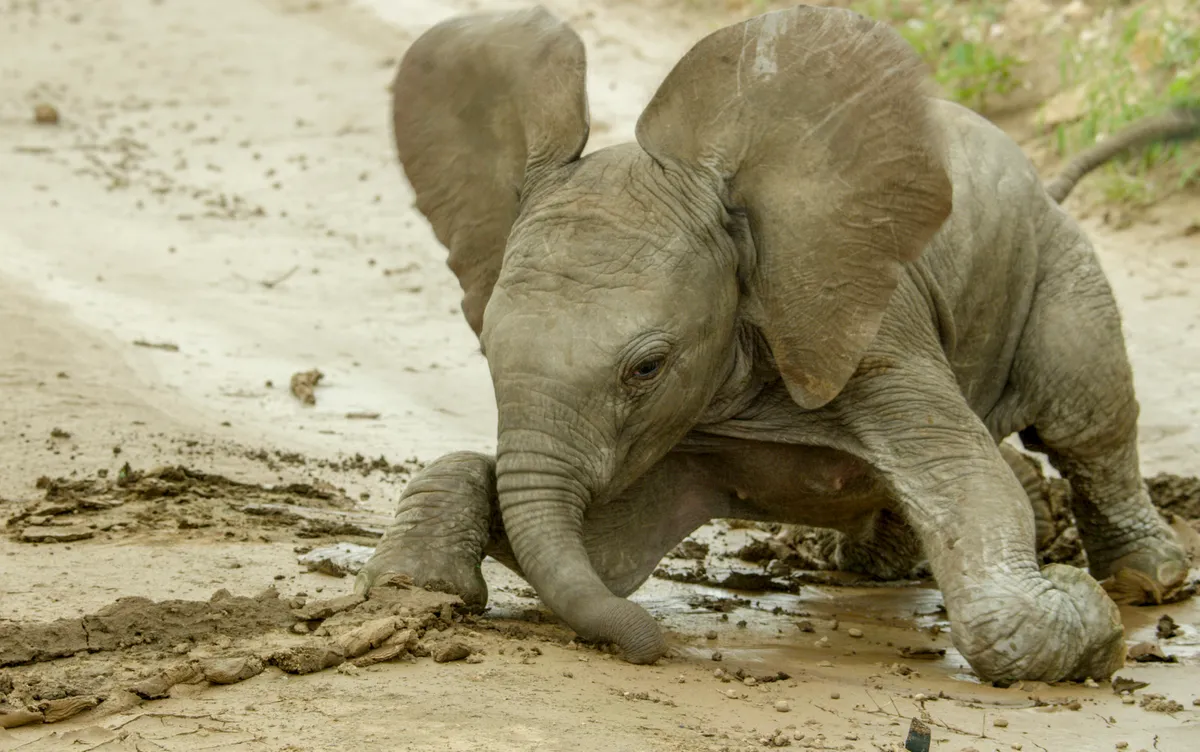 Week old baby Africa elephant, Safina, falls over in the mud in Buffalo Springs National Reserve, Kenya. © BBC Studios