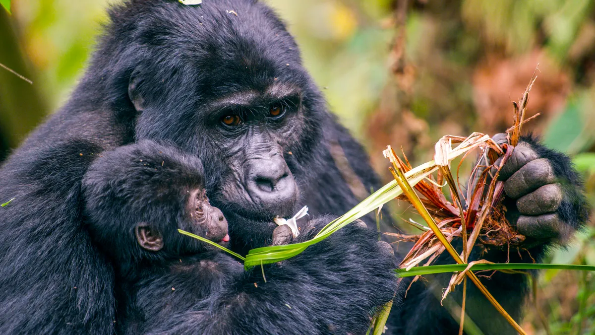 Eight-week-old baby mountain gorilla, Nyakabara, held by her mother as she forages in the Bwindi Impenetrable National Park, Uganda. She may be one of only 50 Mountain gorilla babies in the world. © BBC Studios