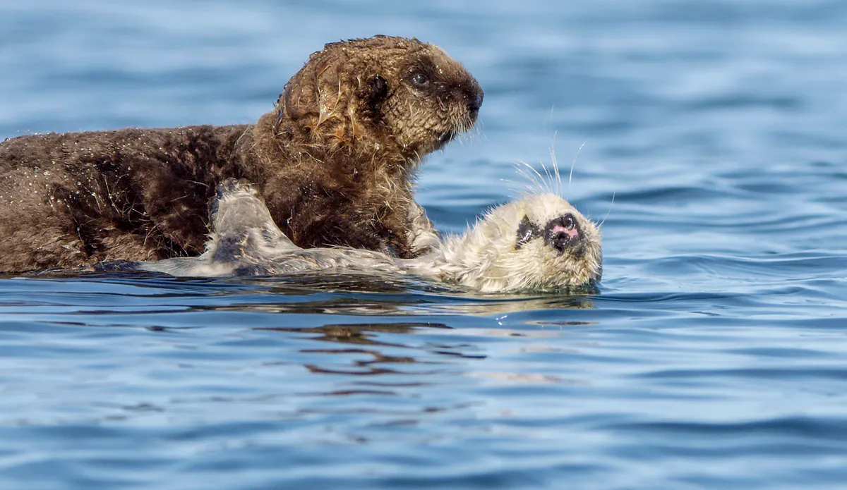 Five-week-old southern sea otter pup, Limpet, is unable to swim yet, so takes a ride on his mother in Monterey Marina, California. © BBC Studios