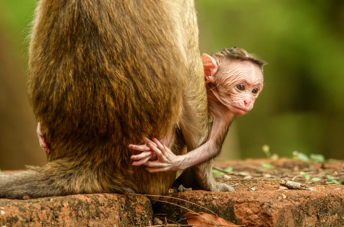 Newborn baby Toque macaque, Jazir, clings to his mother just hours after birth in the ancient, abandoned capital of Sri Lanka, Polonnaruwa. © BBC Studios