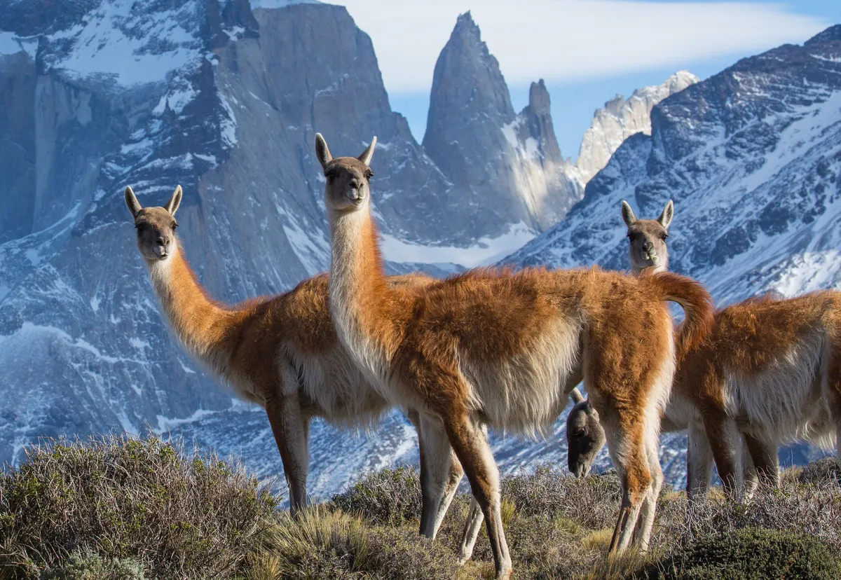 Guanaco in Torres del Paines, Chile Guanaco. © Chadden Hunter