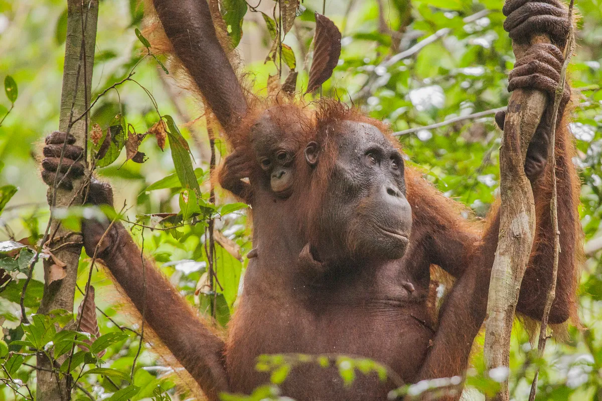 A mother and baby orangutan in Indonesia’s Gunung Palung National Park. © Nick Green/BBC NHU