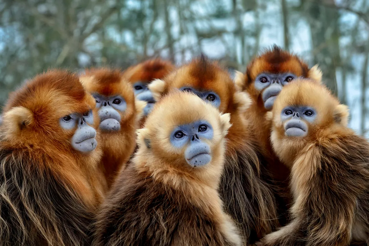 Golden snub-nosed monkeys, Eastern China. © Nick Green/BBC NHU
