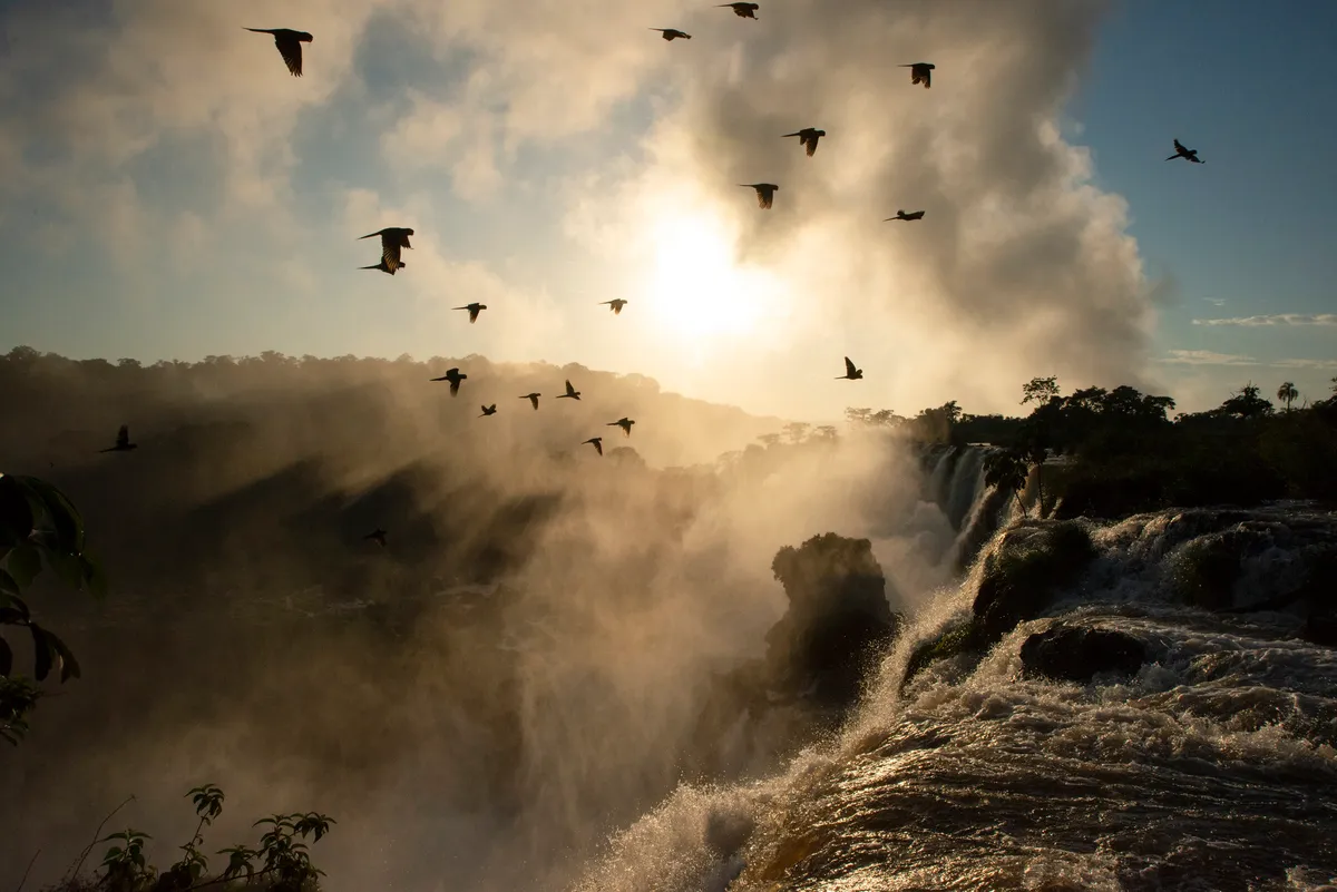 Sunset over Iguazu waterfalls on the border between Argentina and Brazil, and a flock of parrots. © Maddie Close/BBC NHU