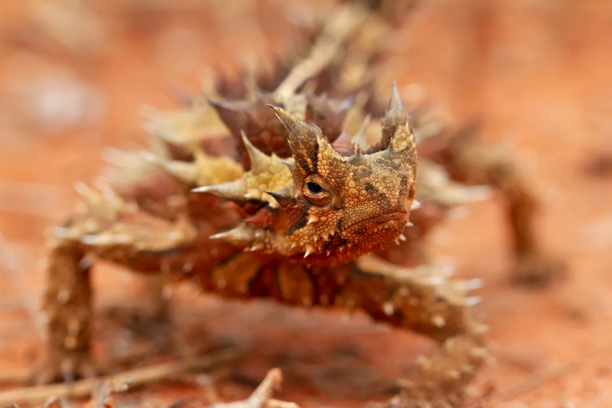 The thorny devil, a survivor of Australia’s harsh deserts, it can conjure water out of the soil. © Emma Napper/BBC NHU