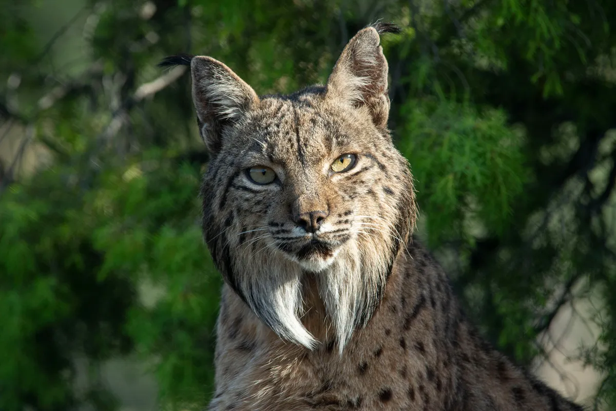 A dedicated conservation programme that includes provisioning of food, breeding centres, and release in to new wild spaces has brought the Iberian lynx back from the brink of extinction. Once critically endangered, numbers are now increasing year on year. © Barrie Briton