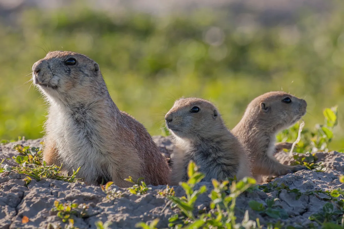 On the prairies of South Dakota a female prairie dog keeps a watchful eye over her pups. Only a few weeks old they won’t stray far from the burrow entrance and need to be wary of their main predator, American badgers. © Maddie Close/BBC NHU