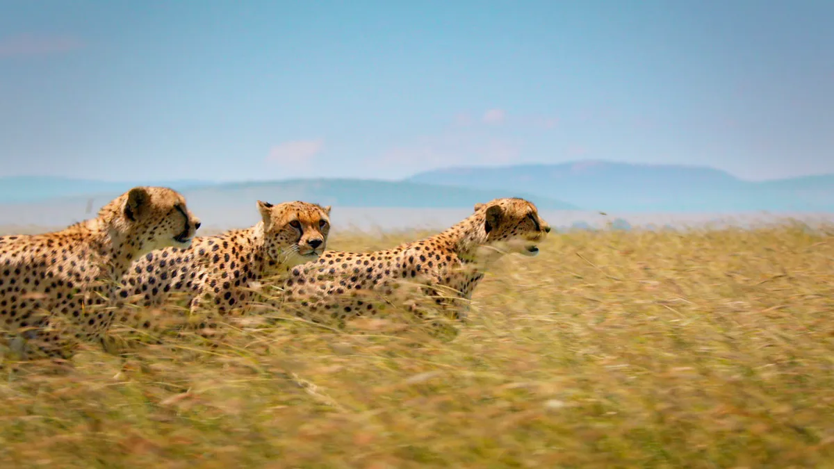 Cheetahs in Kenya. © BBC NHU