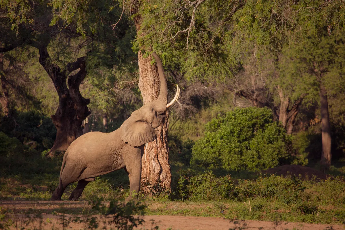 When food is hard to come by only a few clever bull elephants have found a way to reach the last remaining fruit high up in the trees in Mana Pools National Park, Zimbabwe. © Nick Lyon/BBC NHU
