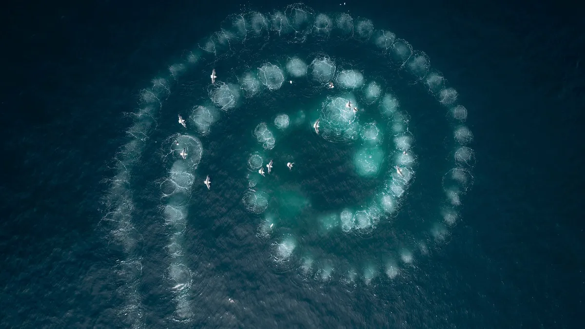 Using a feeding technique called 'bubble netting' the humpback whales blow bubbles as they rise up under a shoal of krill. The bubbles act like a net to the krill, and the whales spiral inwards to concentrate the swarm. © BBC NHU