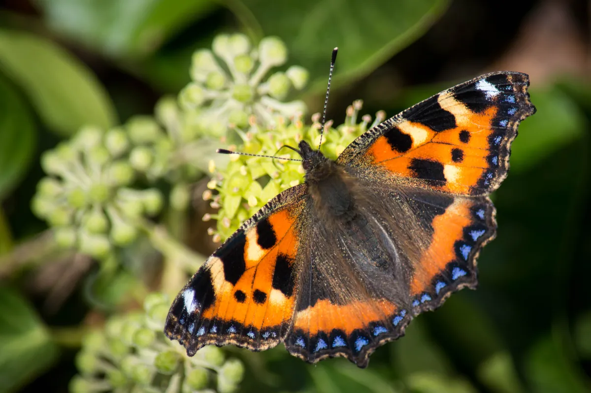 Small tortoiseshell butterfly on ivy flowers. © Estuary Pig/Getty