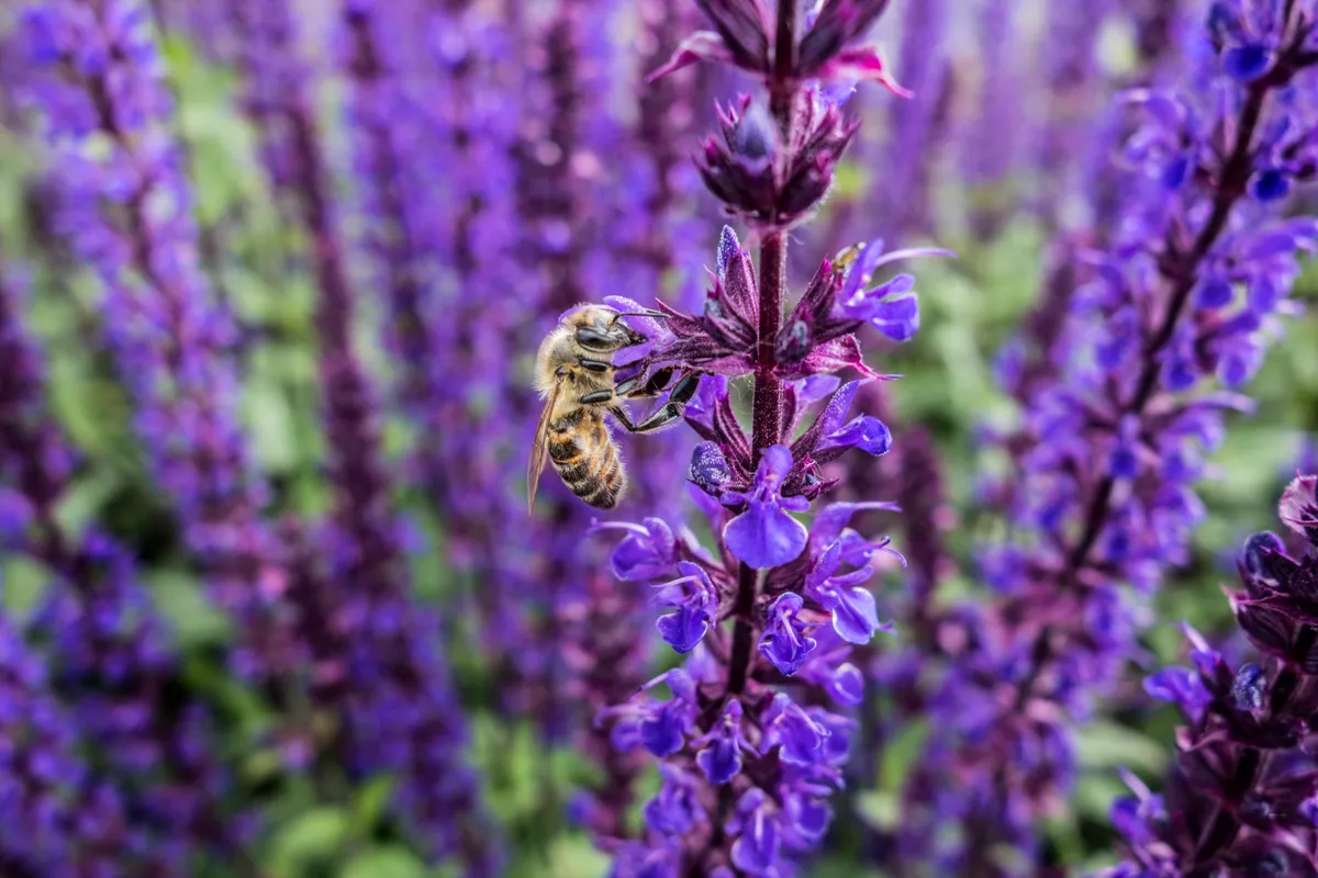 Honeybee on catmint flowers. © Ivanoal/Getty