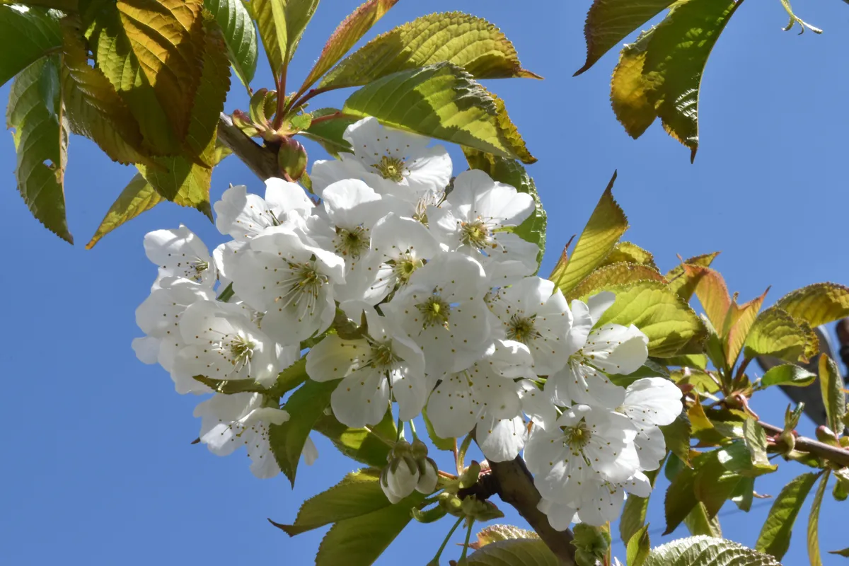 Blossom of wild cherry (Prunus avium).