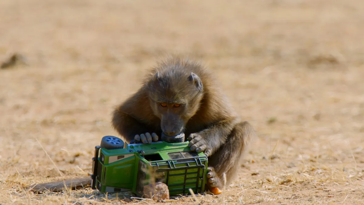 Chacma baboon playing with a toy truck