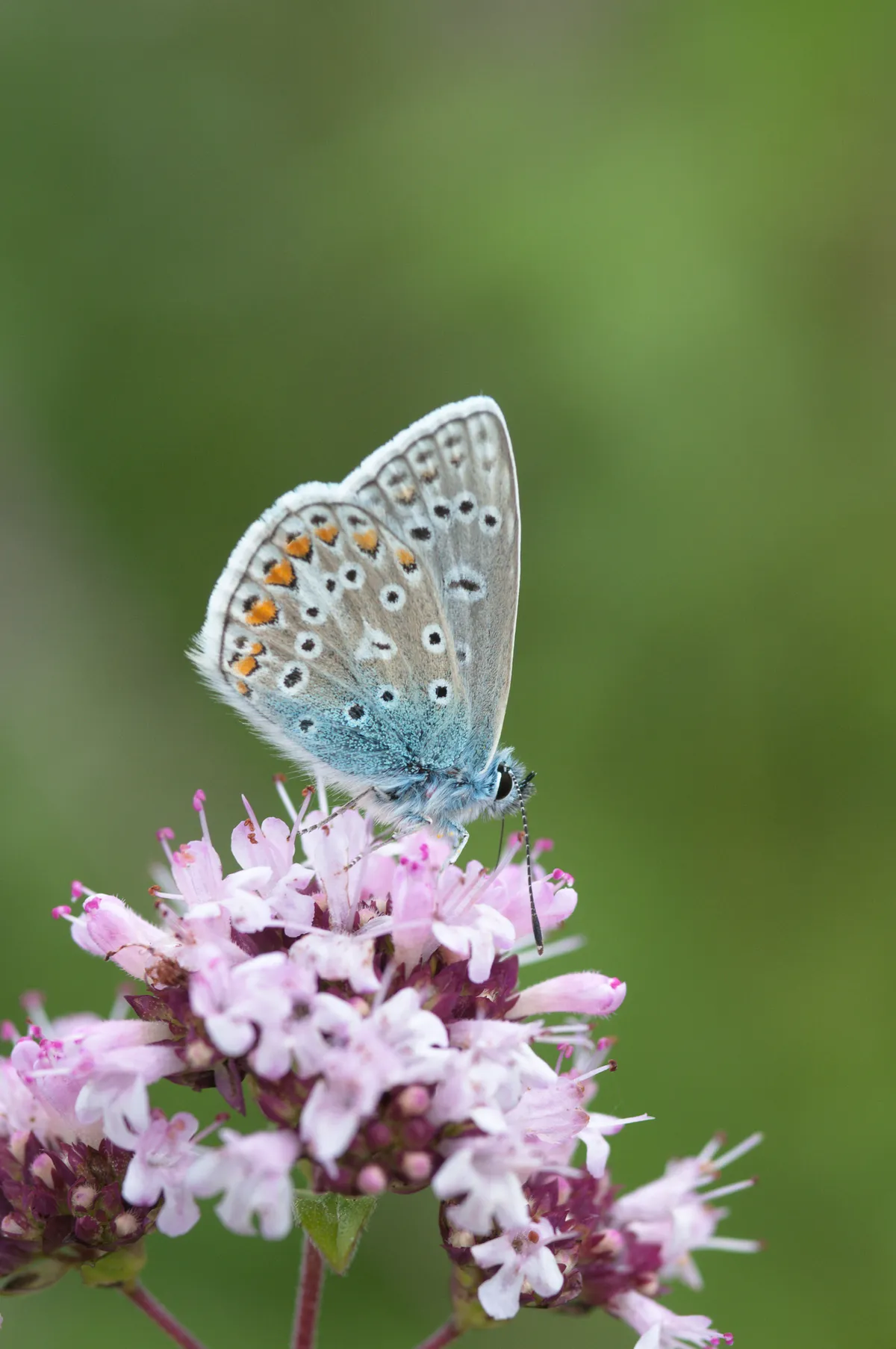 Common blue butterfly on marjoram (Origanum vulgare).