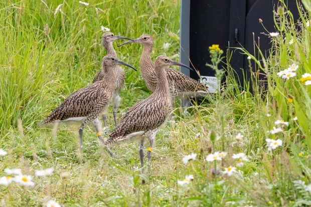 Curlew fledglings being released onto a reserve in Gloucestershire
