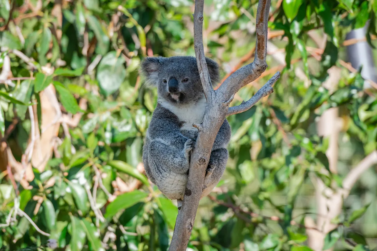 Koalas are native to Australia. © Weili Li/Getty