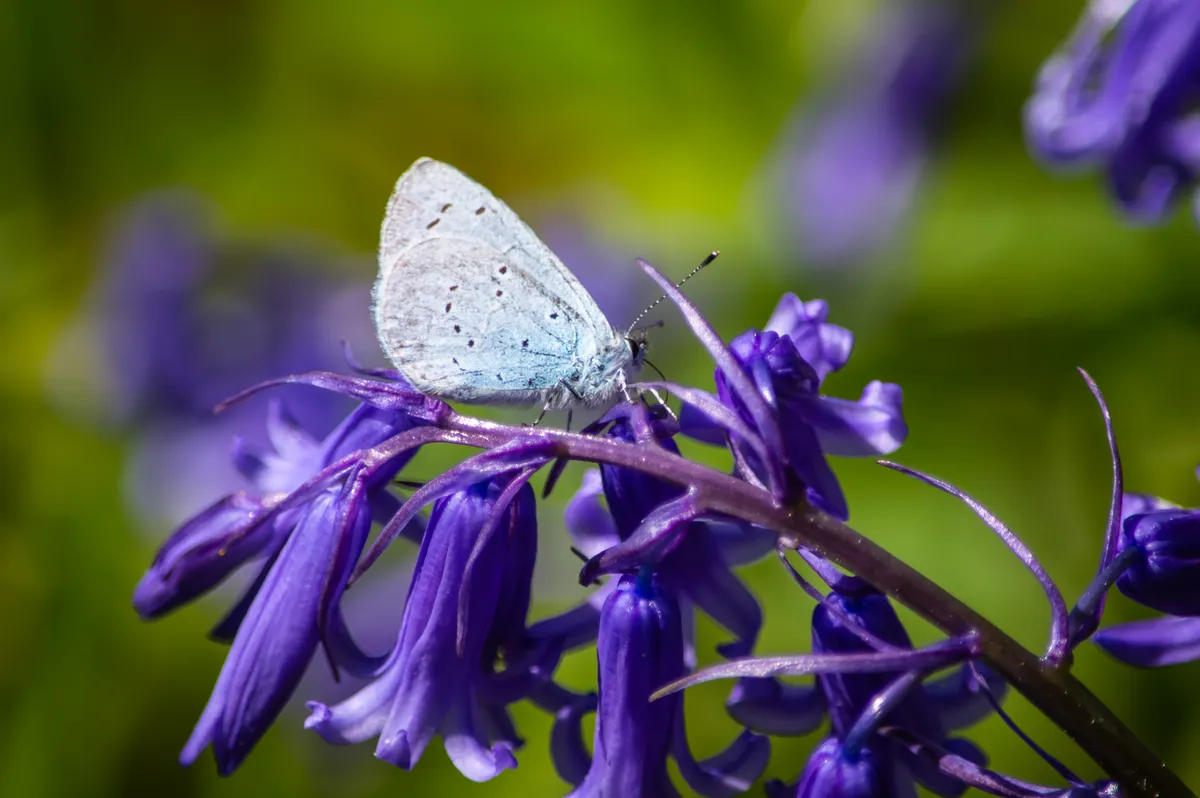 A holly blue butterfly resting on a bluebell. © Estuary Pig/Getty