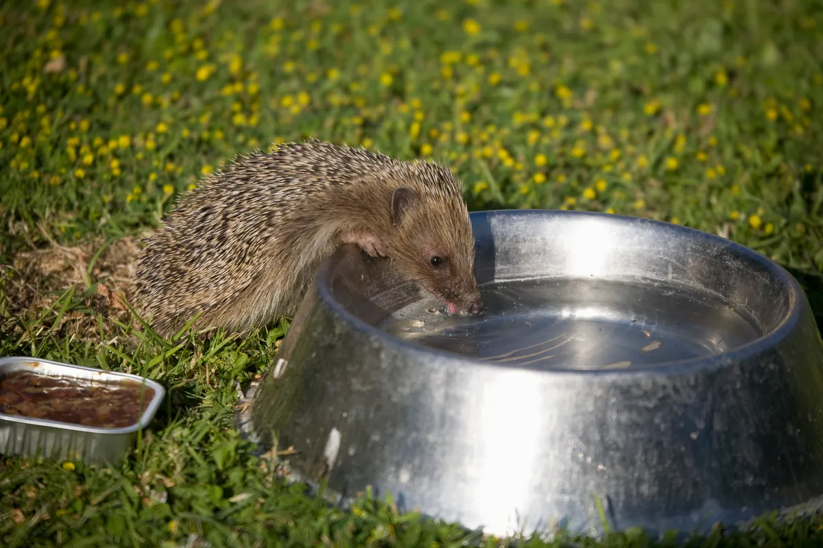 Hedgehog receiving supplementary water in a garden