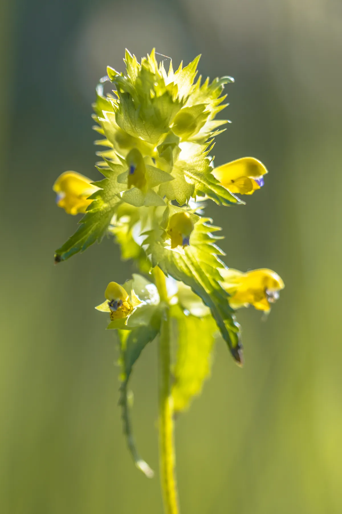 Yellow rattle. © Creative Nature NL/Getty