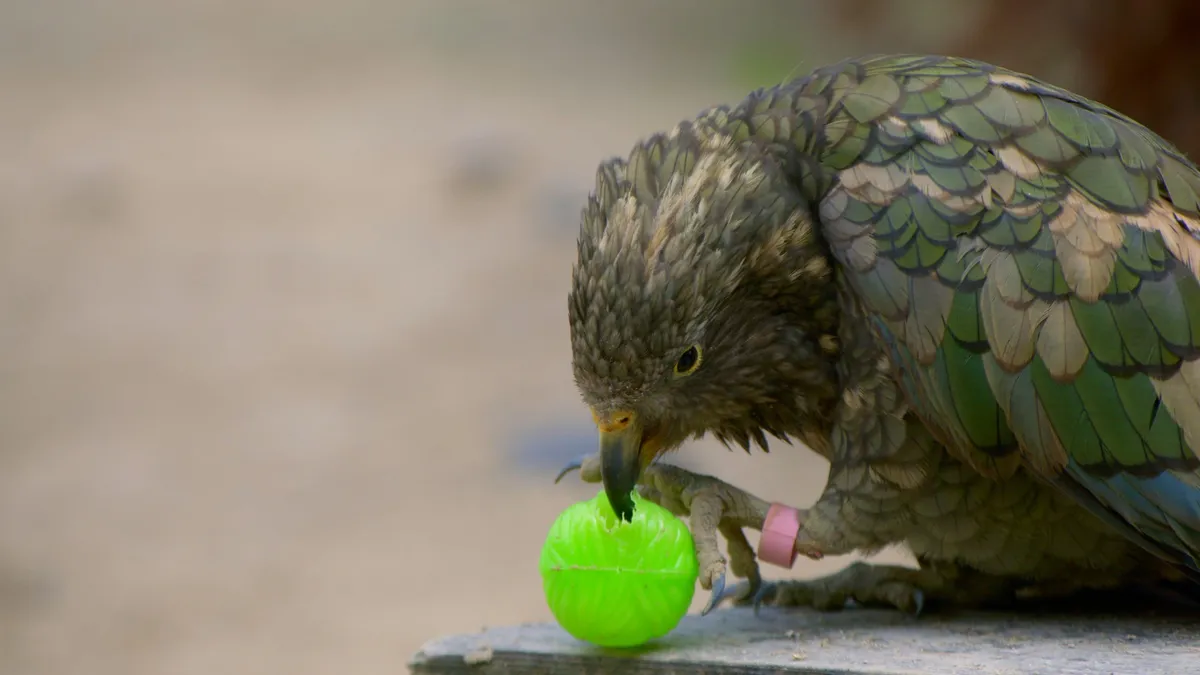 Kea playing with a ball