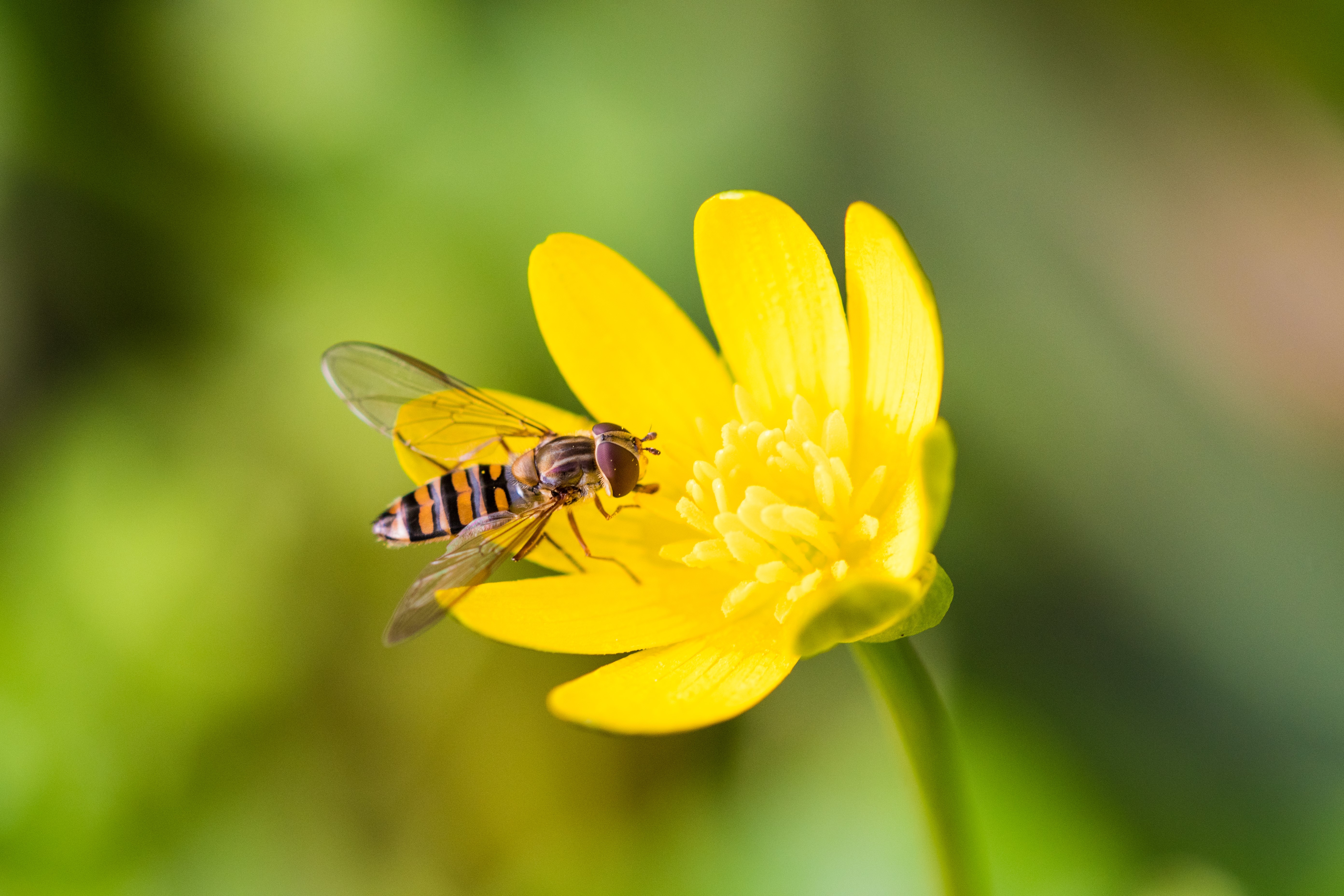 Migrating hoverflies are providing essential pollination and pest ...