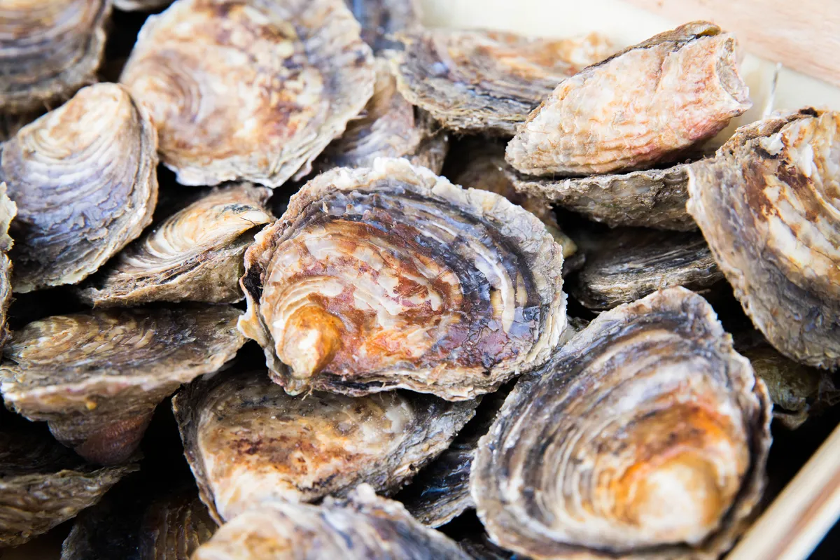 Native oysters. © ZSL