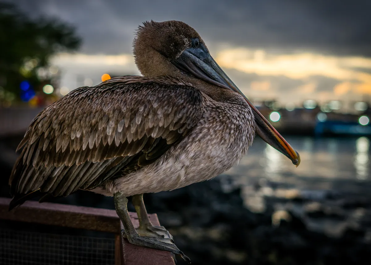 Winner of the Urban category - 'City bird'. © Joseph J Orsi/Galápagos Conservation Trust