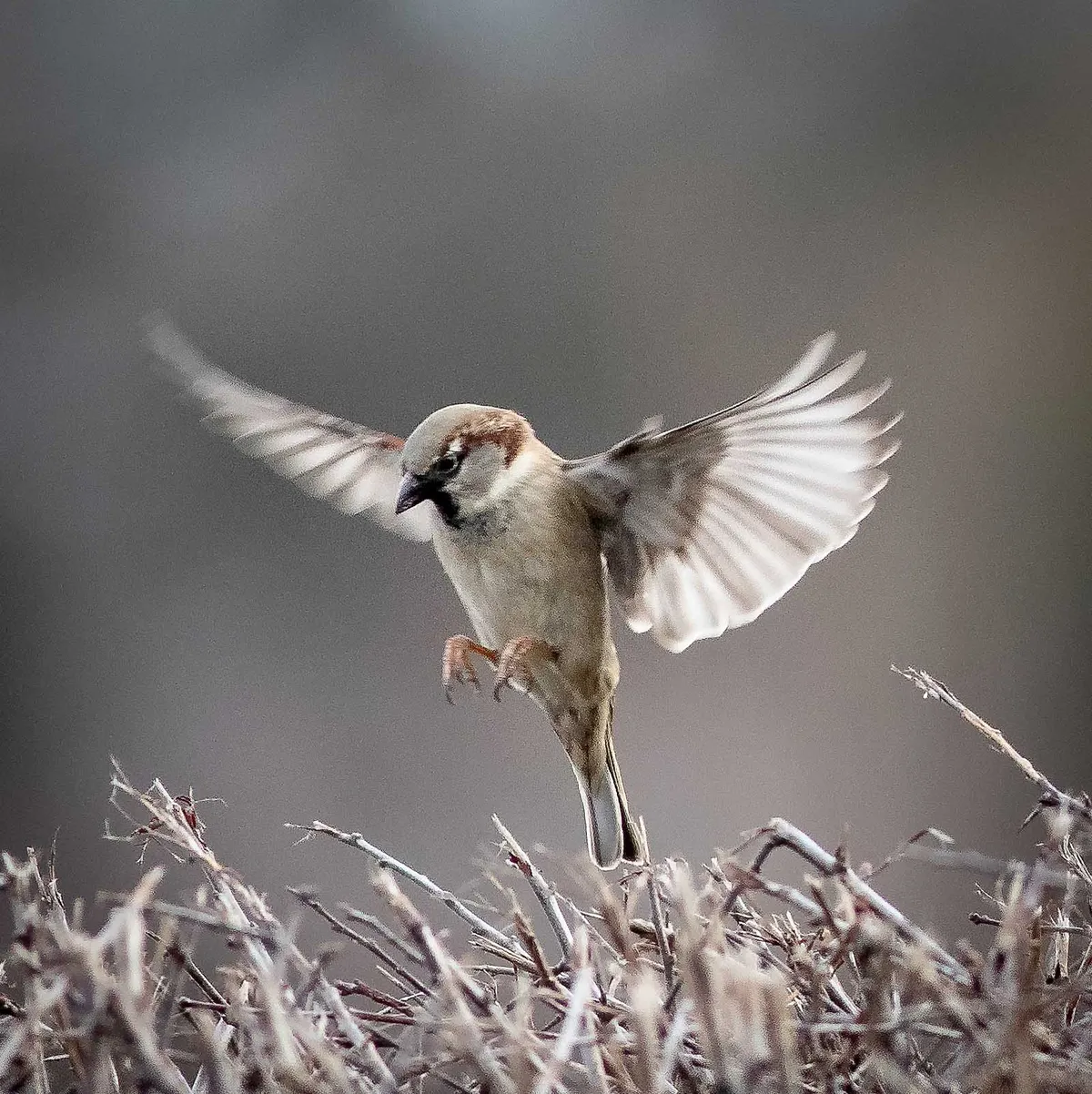 Male house sparrow in flight. © Andy Mason/BTO/ZSL