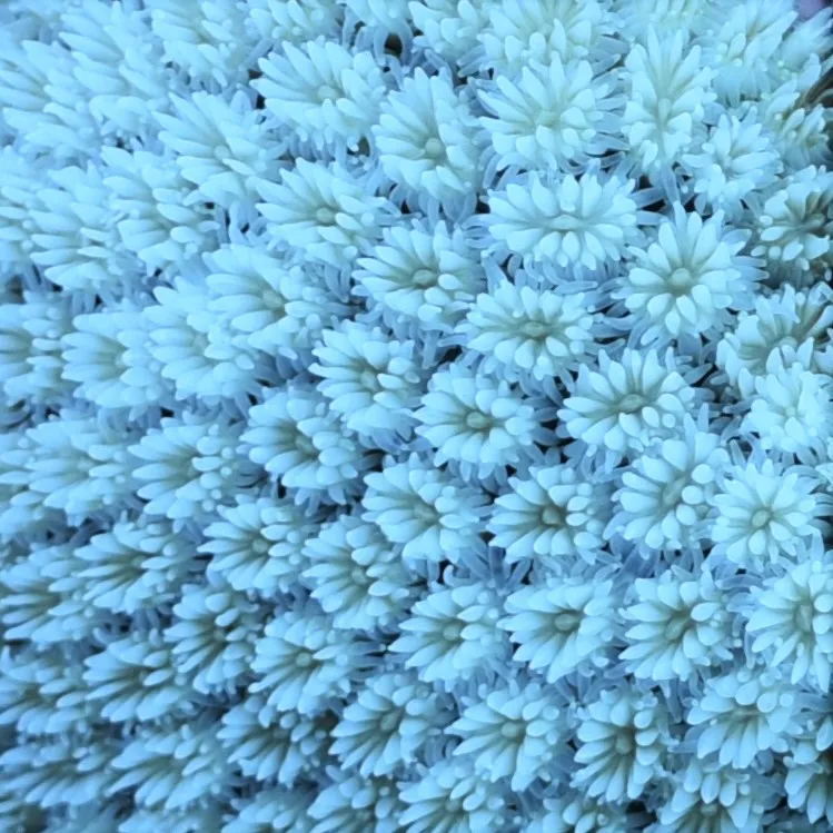 Bleached coral close up. © ZSL
