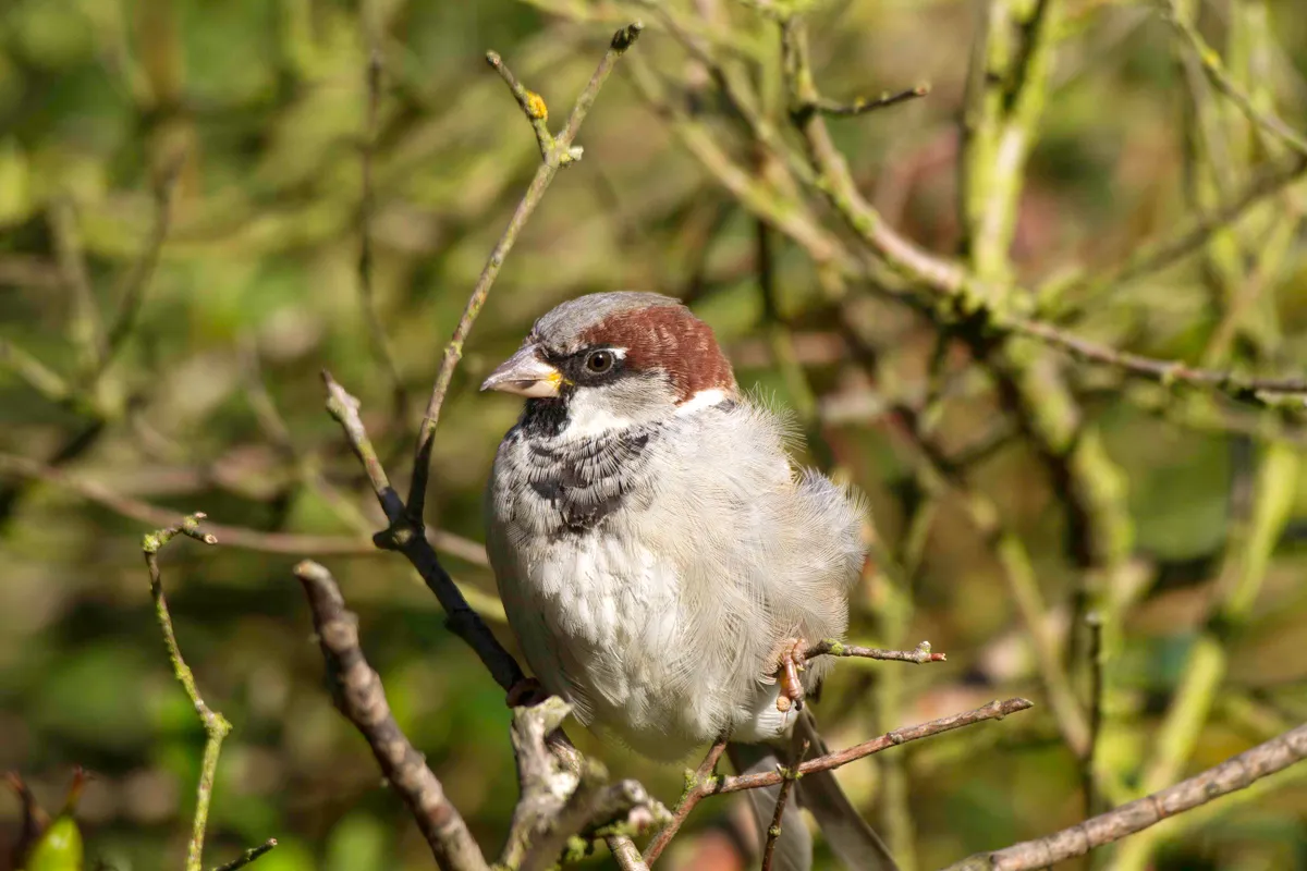 Male house sparrow. © John Harding/BTO/ZSL