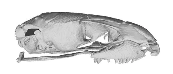 A reconstruction of the ancestral snake skull. © Trustees of the Natural History Museum
