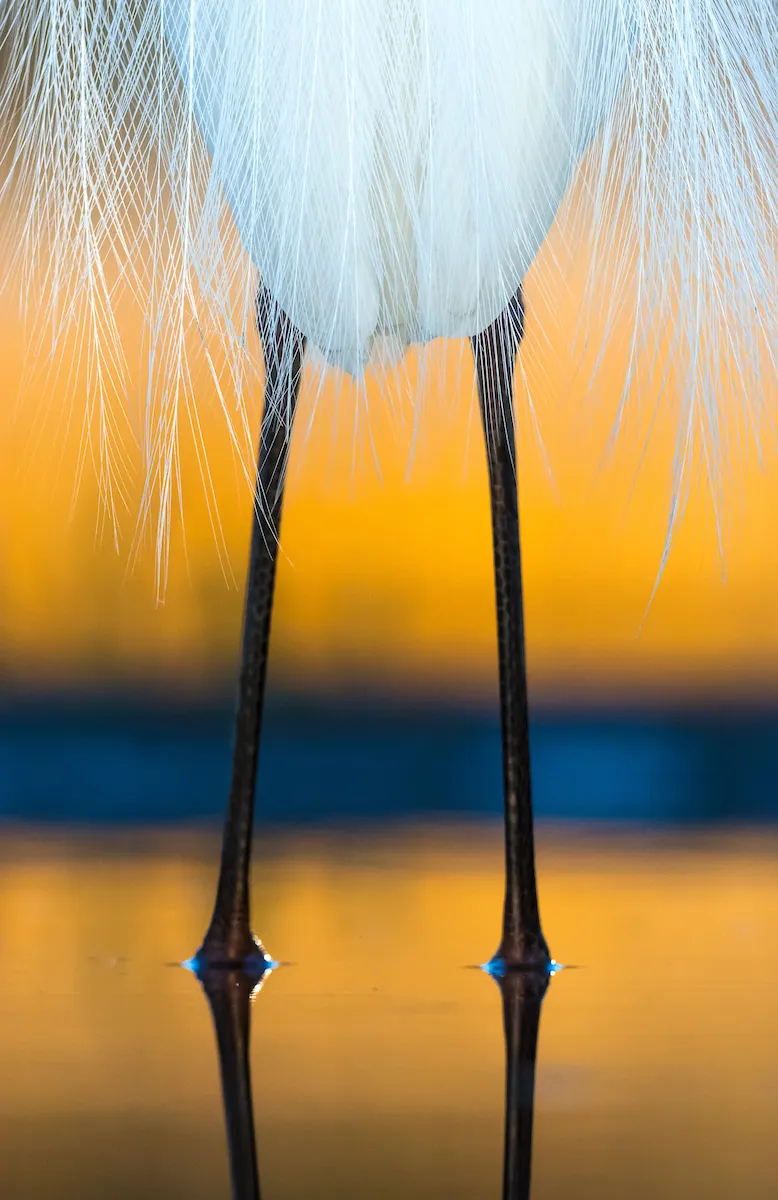 Little Egret - Egretta garzetta. Pusztaszer, Hungary. Photographer: Csaba Tökölyi, Hungary. Category: Attention to Detail. SILVER AWARD WINNER. Photographer's Story: ‘It had been a long night, lodged in a hide set up for nocturnal species. After those long dark hours packed with action photography the breaking dawn presented a real treat. A Little Egret in wonderful breeding plumage stopped by and was standing at close range in the golden light of dawn reflected on the water’s surface. The elongated scapular feathers covered the bird like a gown in the lovely morning light. Instead of using wide-angle, I looked for a composition with my telephoto lens to try to record a different kind of image.’ Nikon D7200 with Nikon 300mm f/2.8 AF-S VR lens. 300mm focal length; 1/640 second; f/7.1; ISO 1,600. Tripod. Water-level hide.