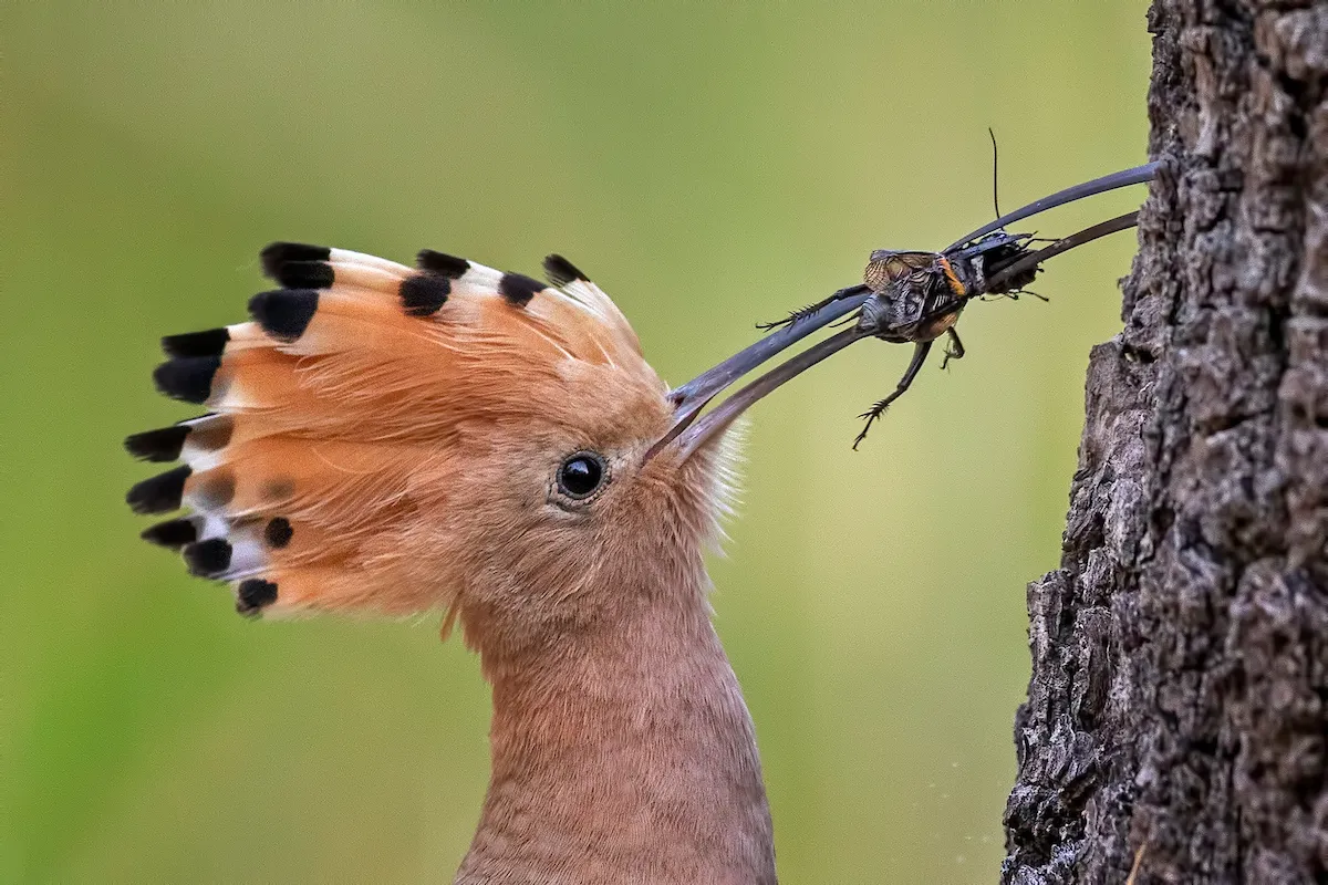 Eurasian Hoopoe Upupa epops. Saxony-Anhalt, Germany. Photographer: Thomas Hinsche, Germany. BEST PORTFOLIO WINNER Photographer's Story: ‘The male Hoopoe feeds its mate while she is brooding her clutch and she is reliant on him while she incubates the eggs. These birds have become new citizens in central Germany in recent years, benefiting from the consequences of climate change. Dry summers help, and many restored military training areas offer new habitats. In mid-May I was able to observe and photograph a wide range of the Hoopoe's interesting behavioural traits.’ Canon EOS 5D MkIV with Canon EF 500mm f/4L IS II USM lens. 500mm focal length; 1/800 second; f/5; ISO 2,500. Tripod. Camouflage cloak.