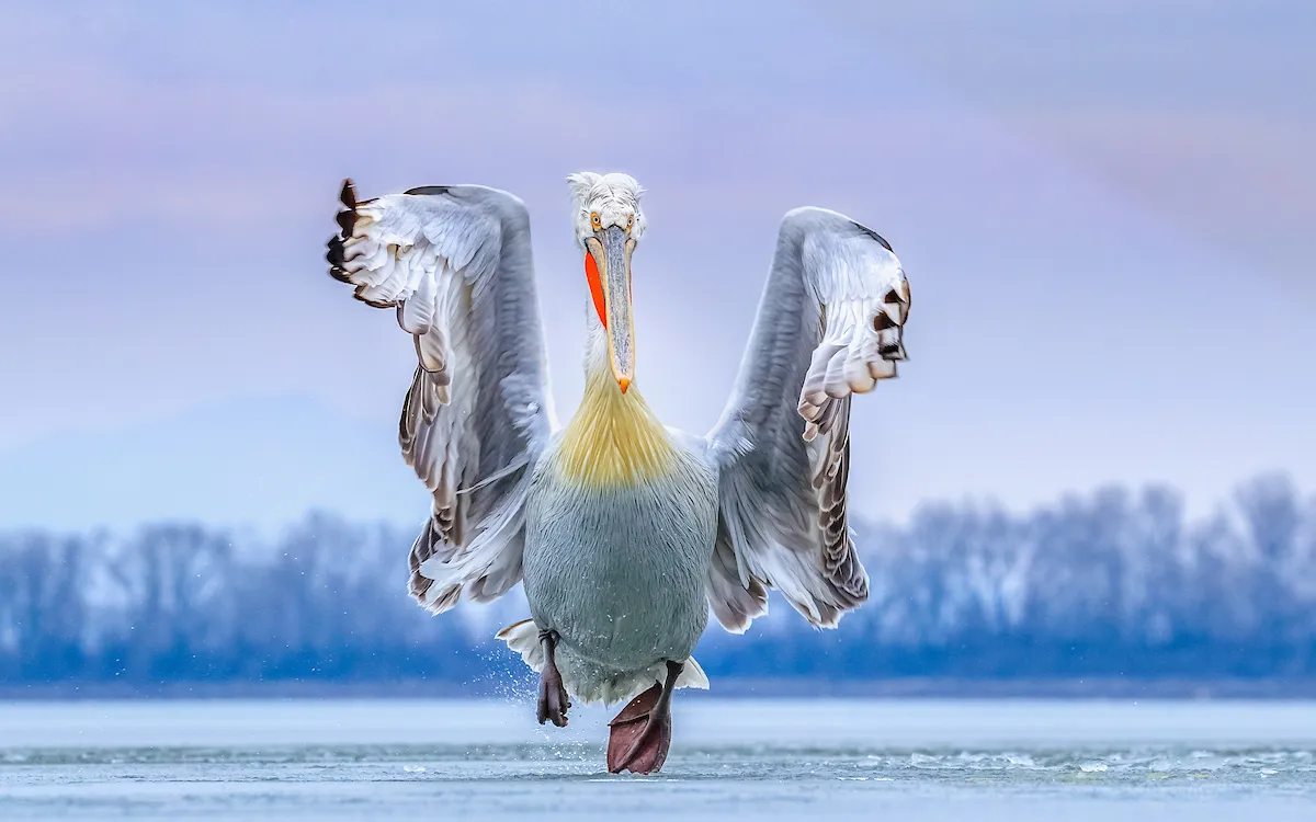 Dalmatian Pelican Pelecanus crispus. Lake Kerkini, Greece. Photographer: Caron Steele, United Kingdom. Category: Best Portrait. PEOPLE’S CHOICE CATEGORY WINNER, GOLD AWARD WINNER AND BIRD PHOTOGRAPHER OF THE YEAR WINNER. Photographer's Story: ‘On arriving in Greece to photograph the Dalmatian Pelicans in their breeding plumage I discovered that Lake Kerkini, their favoured haunt, had frozen for the first time in 16 years; all the pelicans had flown off. Fortunately, a few holes started to thaw in the lake and the birds slowly began to return. Unused to the slippery icy surface of the lake they regaled us with hilarious antics as they slid across the lake surface trying to retain control as they took off and landed. I was lucky enough to capture one such rare moment when this magnificent pelican ran towards me across the ice at dusk before taking off. It was a truly unique experience, both magical and comical at the same time. And the image remains a moment of pure joy captured forever.’