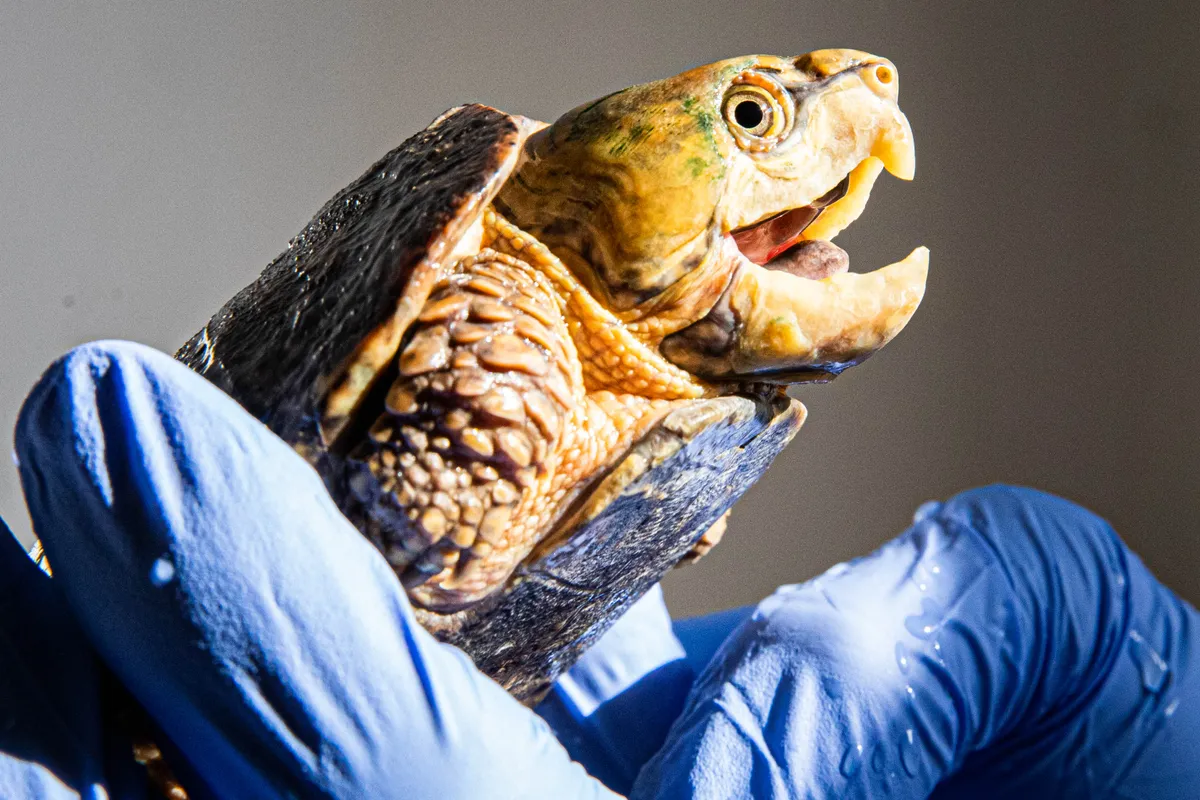The head of a big-headed turtles is too big to fit back into its shell. © ZSL London Zoo