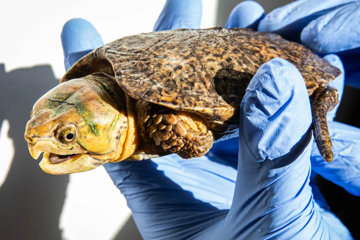 Four of the rescued turtles have found a new home in London. © ZSL London Zoo