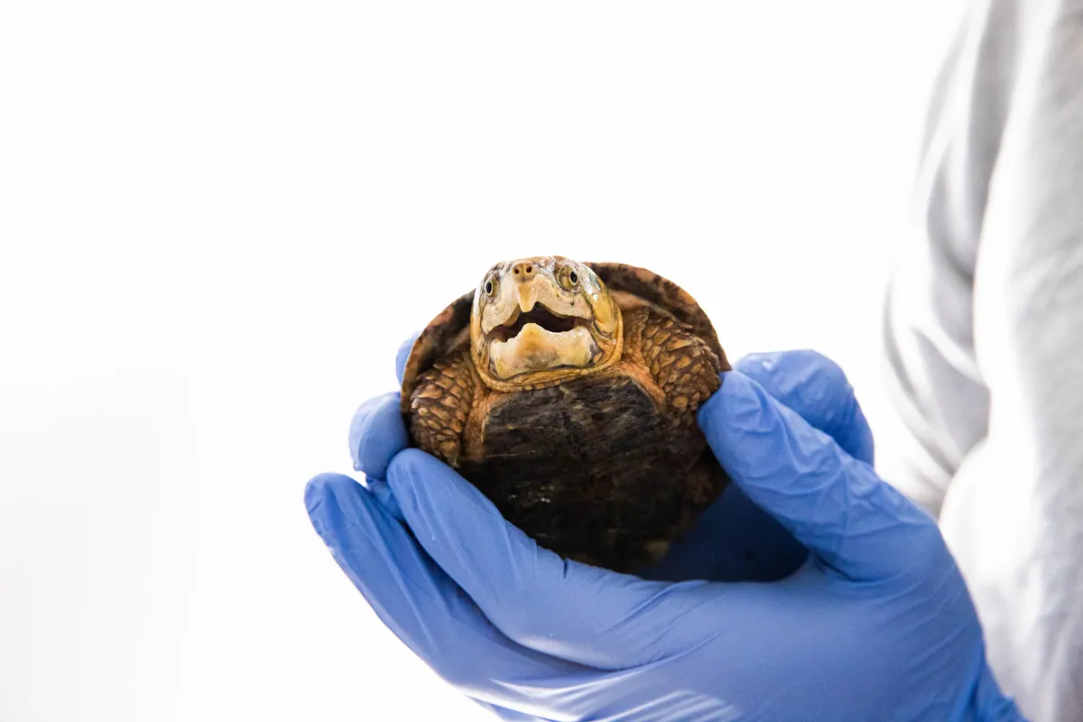 The big-headed turtle is listed as Endangered on the IUCN Red List. © ZSL London Zoo