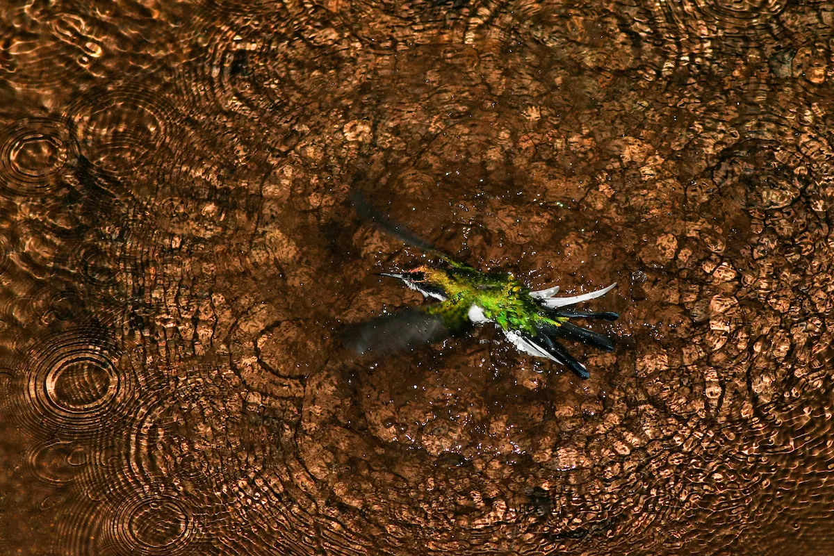 Purple-crowned Fairy Heliothryx barroti. Rancho Naturalista, Costa Rica. Photographer: Ivan Sjögren, Sweden. Category: Bird Behaviour. GOLD AWARD WINNER. Photographer's Story: Small natural pools deep into the rainforest make a perfect place for hummingbirds to have a quick bath. I was blessed to witness this behaviour in Costa Rica early one morning. The birds hover over the water for a little time and then make small dips beneath the surface. I was able to capture the moment as a Purple-crowned Fairy left the water. The idea of using flash to highlight the rocks on the bottom of the water made the water look golden. Canon EOS 70D with Canon EF 400mm f/5.6L USM lens. 400mm focal length; 1/250 second; f/5.6; ISO 640. Handheld. Flash.