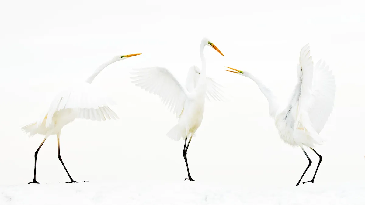 Great Egret Ardea alba. Kiskunsag National Park, Hungary. Photographer: Bence Máté, Hungary. Category: Bird Behaviour. HONOURABLE MENTION. Photographer's Story: ‘Bird photographers rarely get the opportunity to shoot white birds in a white environment. I had planned for more than ten years to capture Great White Egrets in the snow, with snow clouds in the background so that their black legs and yellow beaks dominated the image. Lots of environmental factors needed to coincide at the same time for such an image to be possible. The European population of Great White Egrets is very resilient: in temperatures of -15° C they are protected by their thick plumage, while in temperatures as high as  40°C their colour reflects the sun’s rays.’ Canon EOS 1DX MkII with Canon EF 200mm f/2L IS USM lens. 200mm focal length; 1/2,500 second; f/3.5; ISO 3,200. Tripod. Hide with one-way glass.