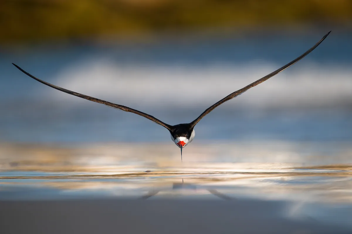 Black Skimmer Rynchops niger. Ocean City, New Jersey, United States of America. Photographer: Nikunj Patel, United States of America. Category: Birds in Flight. GOLD AWARD WINNER. Photographer's Story: ‘Black Skimmers are one of my favourite birds and I love spending time in the summer observing and photographing them. Skimmers have a light and elegant flight, with steady wingbeats. They fly low over water and dip their lower mandible just below the surface, feeling for tiny fish and snapping them up with deadly speed, and making high-speed turns in mid-flight. On a nice summer evening, I arrived at a colony of nesting seabirds on a beach to photograph Black Skimmers flying in, bringing fish for the new-born chicks. I decided to set up low on the beach as it would give me an eye-level perspective with the birds. A few skimmers had gathered at the edge of the shoreline and were having a vigorous bathing session. As some of them took off, I saw one flying low and straight towards me. Luckily, I was able to acquire focus, press the shutter and capture a beautiful image of the bird flying straight at me. Black Skimmers rely on open beaches for nesting and raising their young, with direct access to the water for feeding. Coastal development and our own love of the same beaches have left them with few safe places to nest. The image was captured in the summer of 2018 at Ocean City, New Jersey, USA. The Black Skimmer is an endangered species in the state of New Jersey.’ Nikon D850 with Nikon 600mm f/4 lens. 600mm focal length; 1/3,200 second; f/5.6; ISO 250. Tripod.