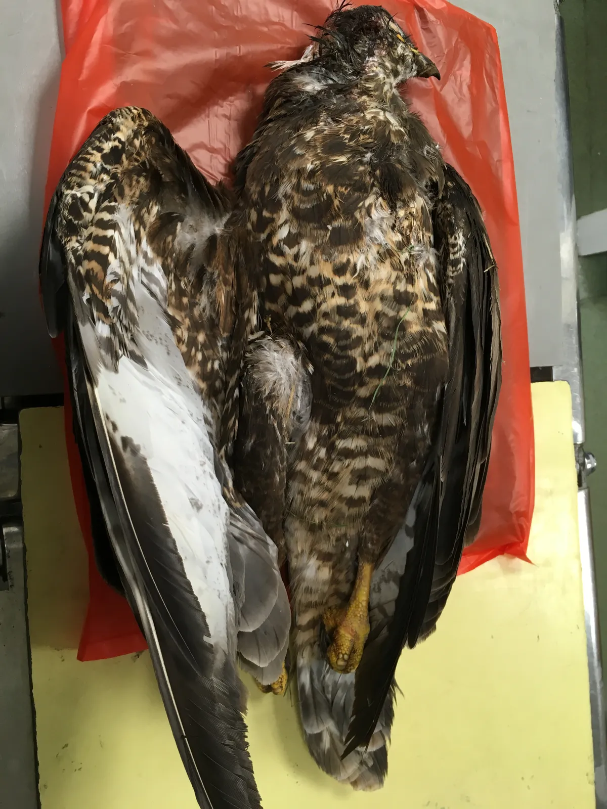 A buzzard shot and poisoned in Yorkshire. © RSPB