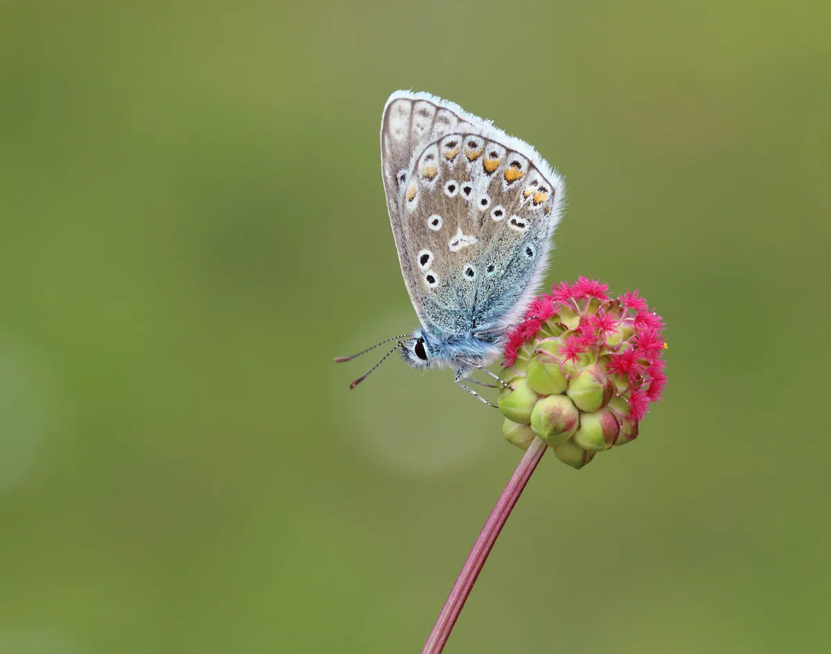The underside wings of a male common blue butterfly are grey-beige in colour. © Mark Searle/ Butterfly Conservation.