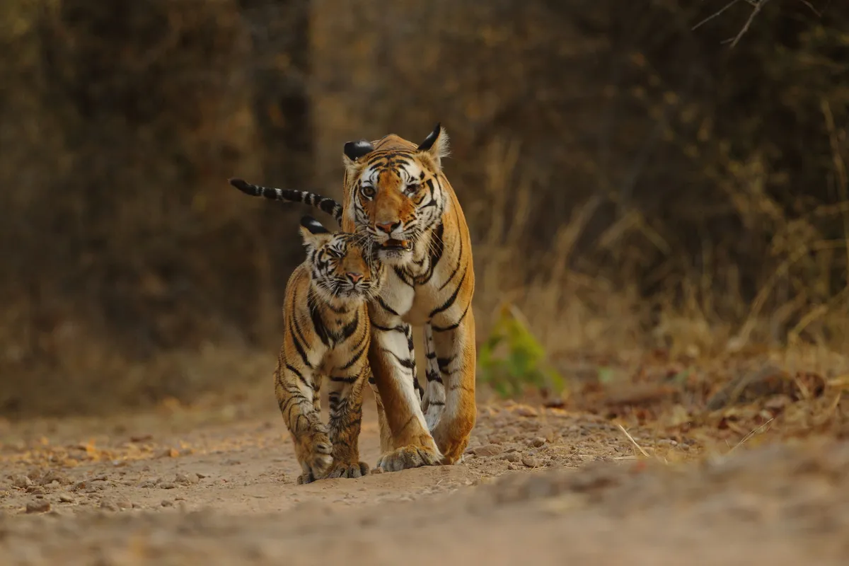 Royal Bengal tiger with cub