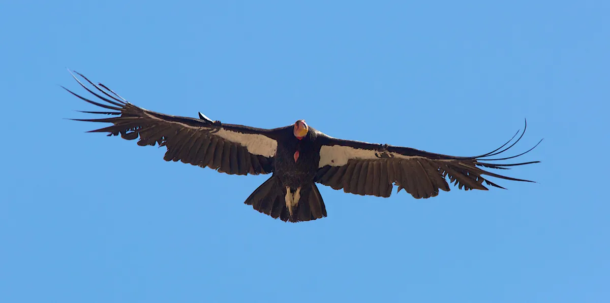 The California condor became extinct in the wild in 1987. It has since been reintroduced and is listed as Critically Endangered on the IUCN Red List. © Old Fulica/Getty