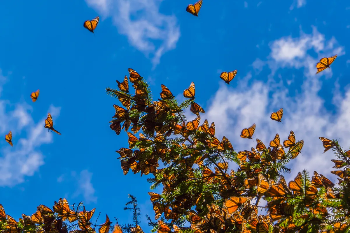 There have been a 90% decline in monarch butterfly numbers in America in the last 20 years. © JHVE Photo/Getty