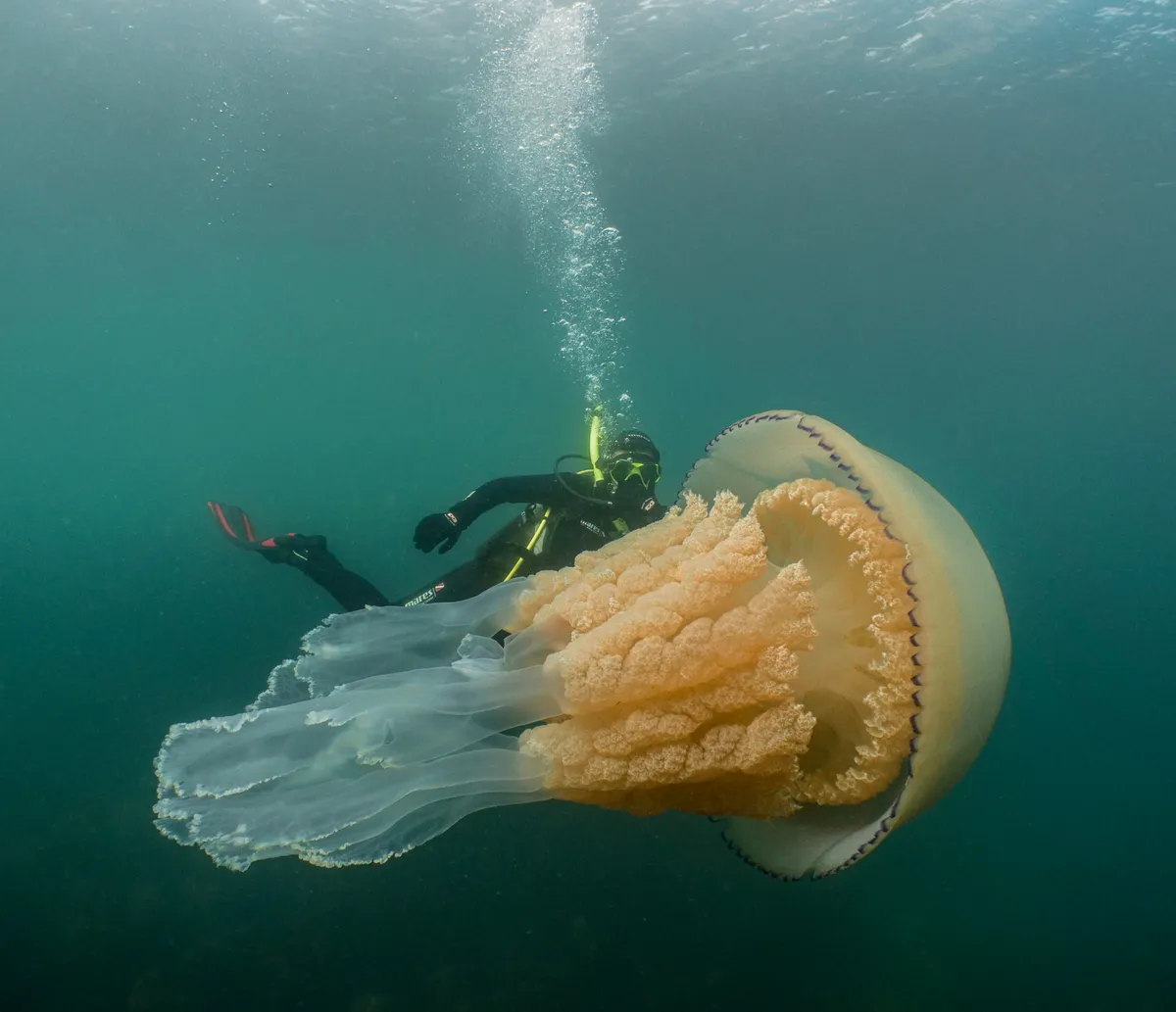 Lizzie Daly swimming next to the 1.6m barrel jellyfish. © Dan Abbott
